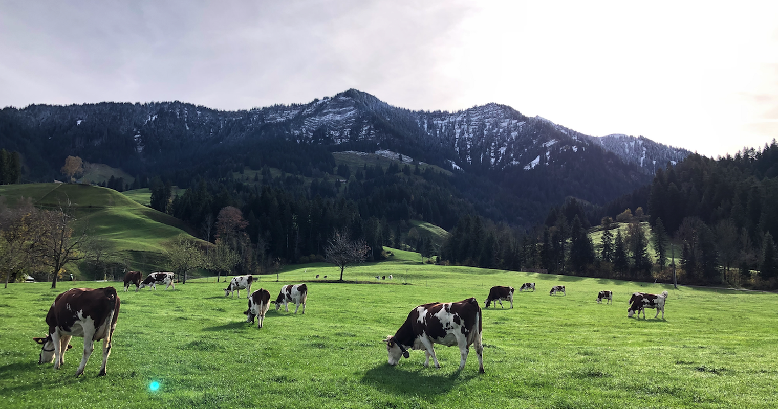 Der wahre Grund, warum Biomilch teurer ist