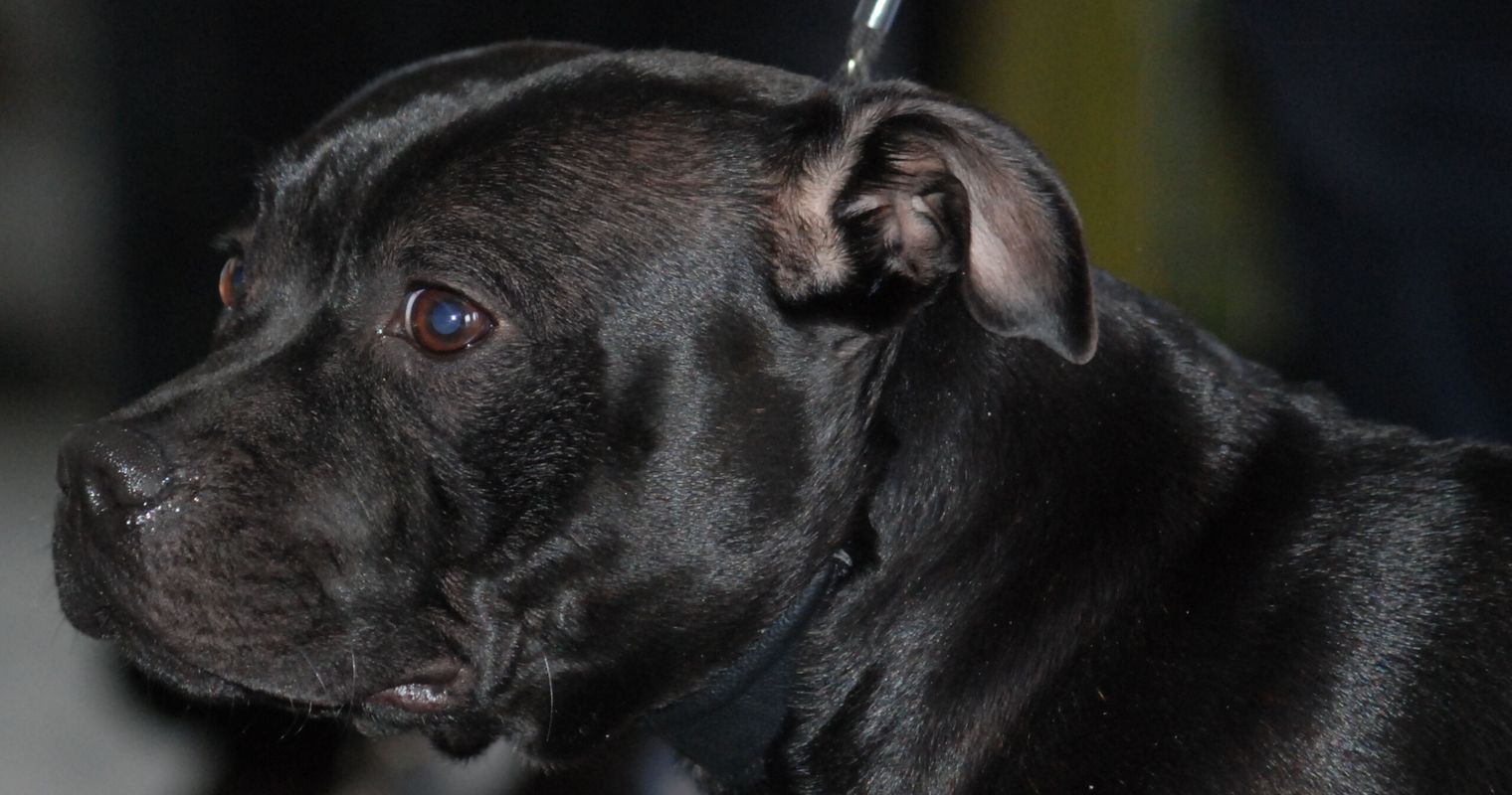 Hund in rotem Mäntelchen beisst anderen Hund