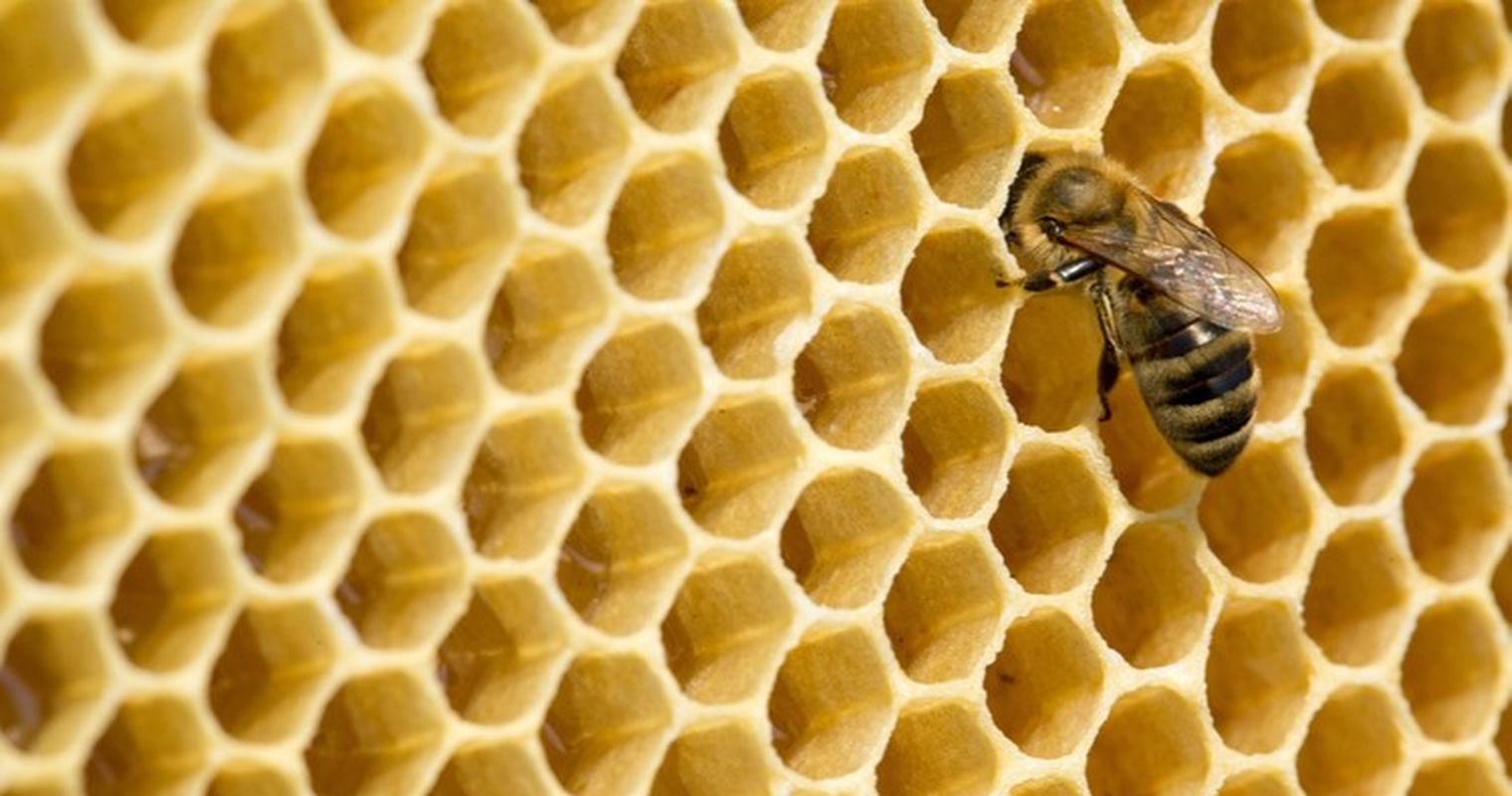 Warum die Zuger Bienen besonders ums Überleben kämpfen