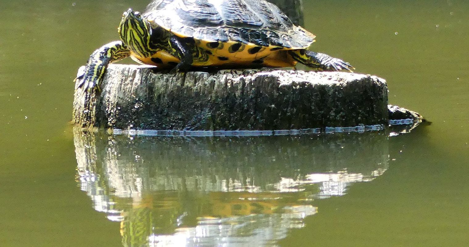 Fremde Schildkröten machen sich im Gütschweiher breit