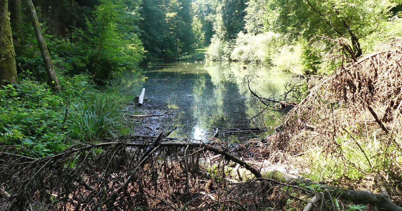 Darum fischt Kriens einen Weiher leer