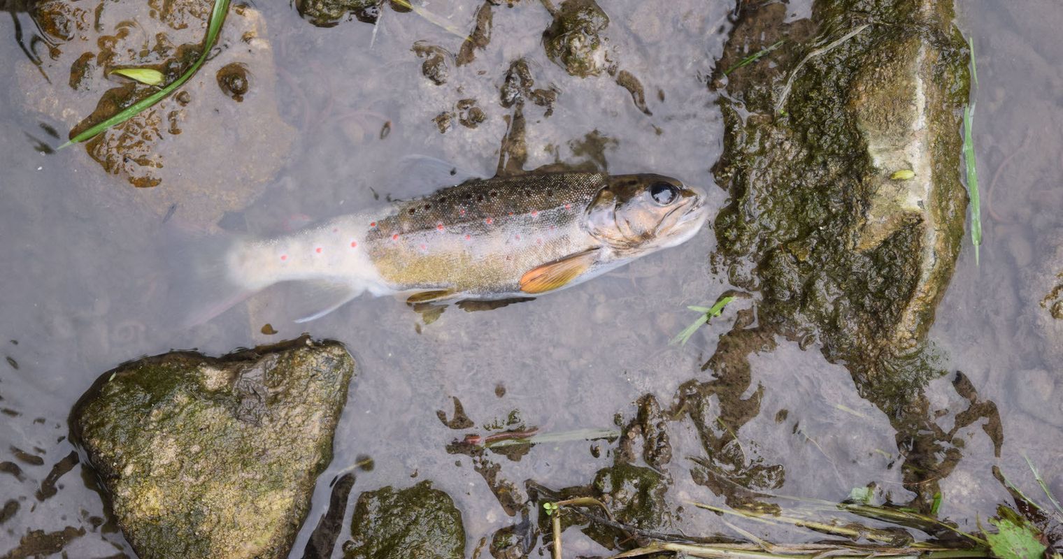 Fischsterben in Luzern auf Rekordtief