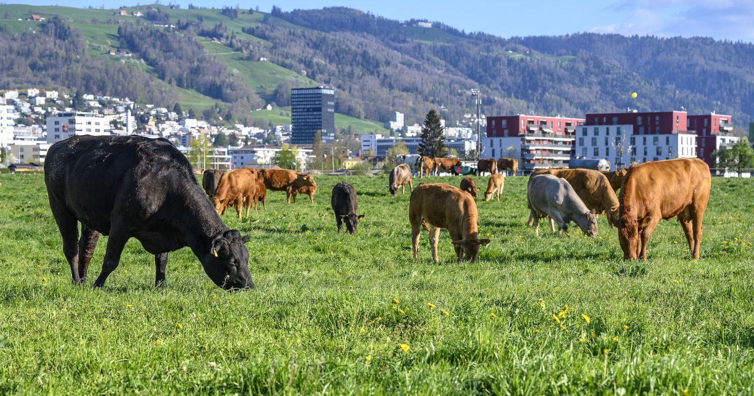 Kanton zahlt Geld für Kühe, die weniger furzen