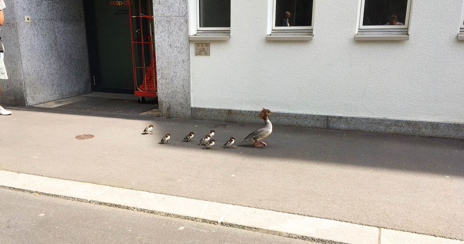 Drama um Entenfamilie am Luzerner Löwengraben nimmt Happy End