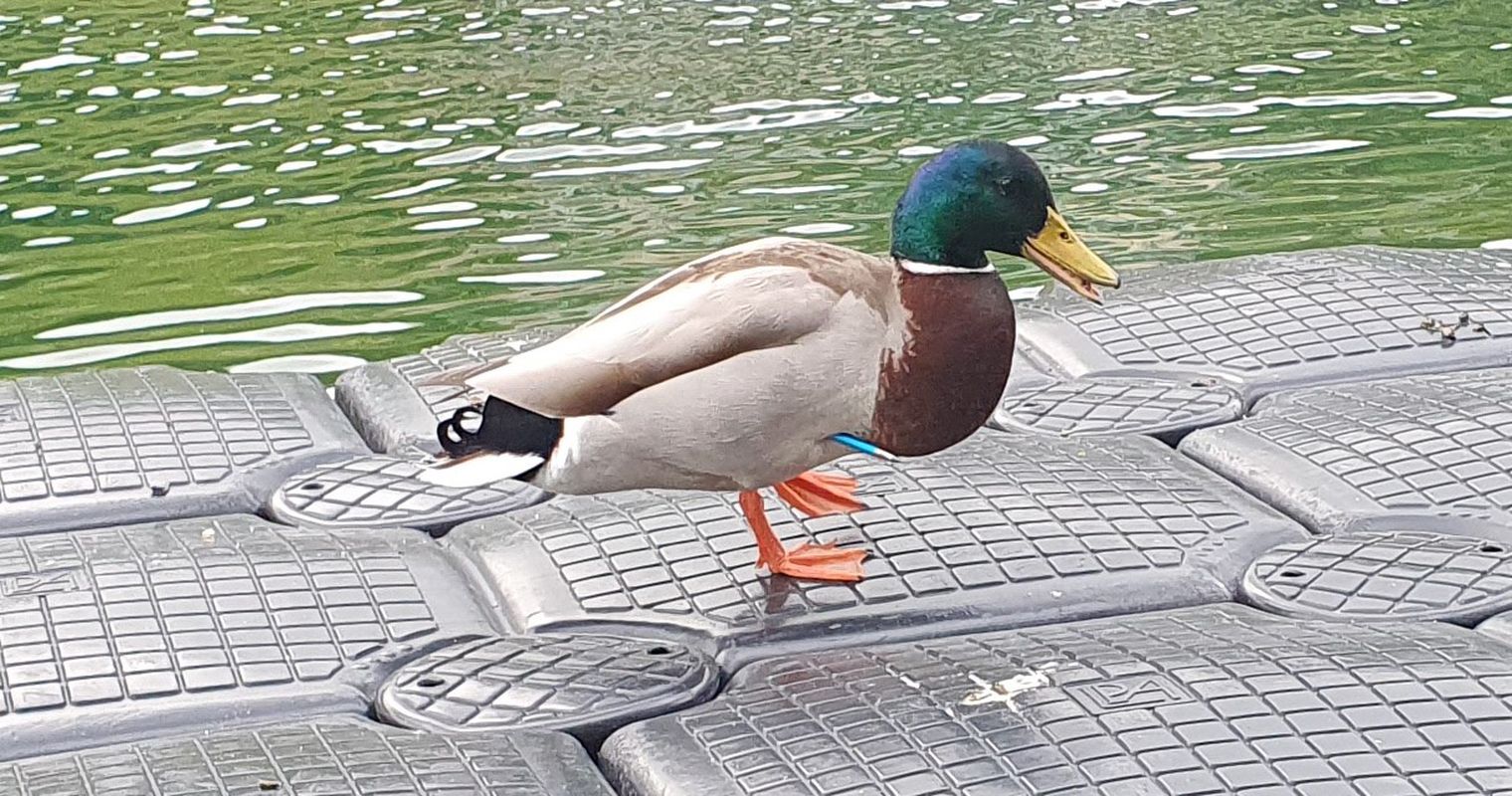 Unbekannte schiessen in Unterägeri mit Pfeilen auf Enten