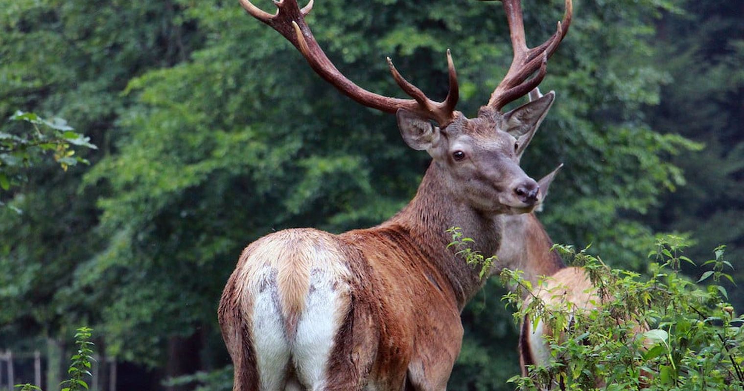 Rotwild: Luzerner Jäger verfehlen jährliches Jagdziel