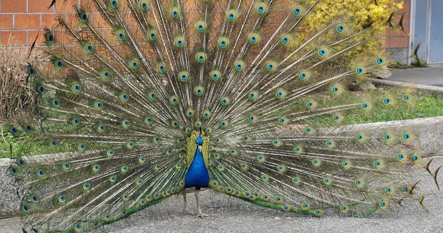 Vermisster Pfau in Rotkreuz tot aufgefunden