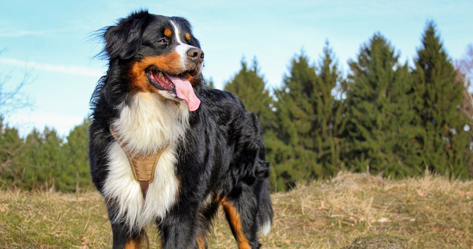 Für diese Hunde fällt in Luzern die Steuer