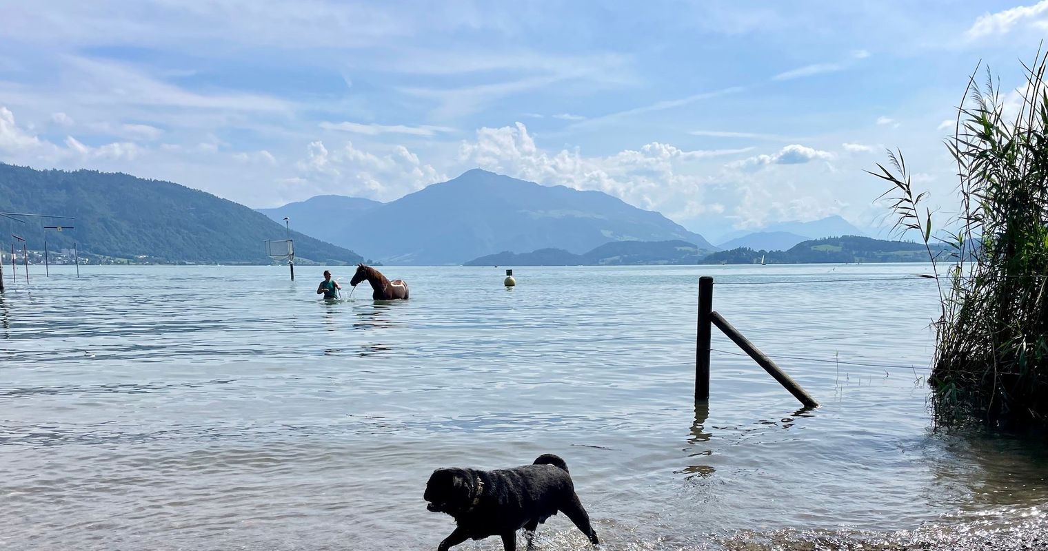 Gerüchte um Zuger Badeplatz: Sind Hunde nun verboten?