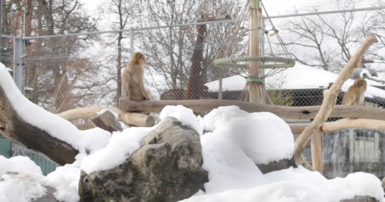Toni’s Zoo in Rothenburg sucht einen neuen Direktor