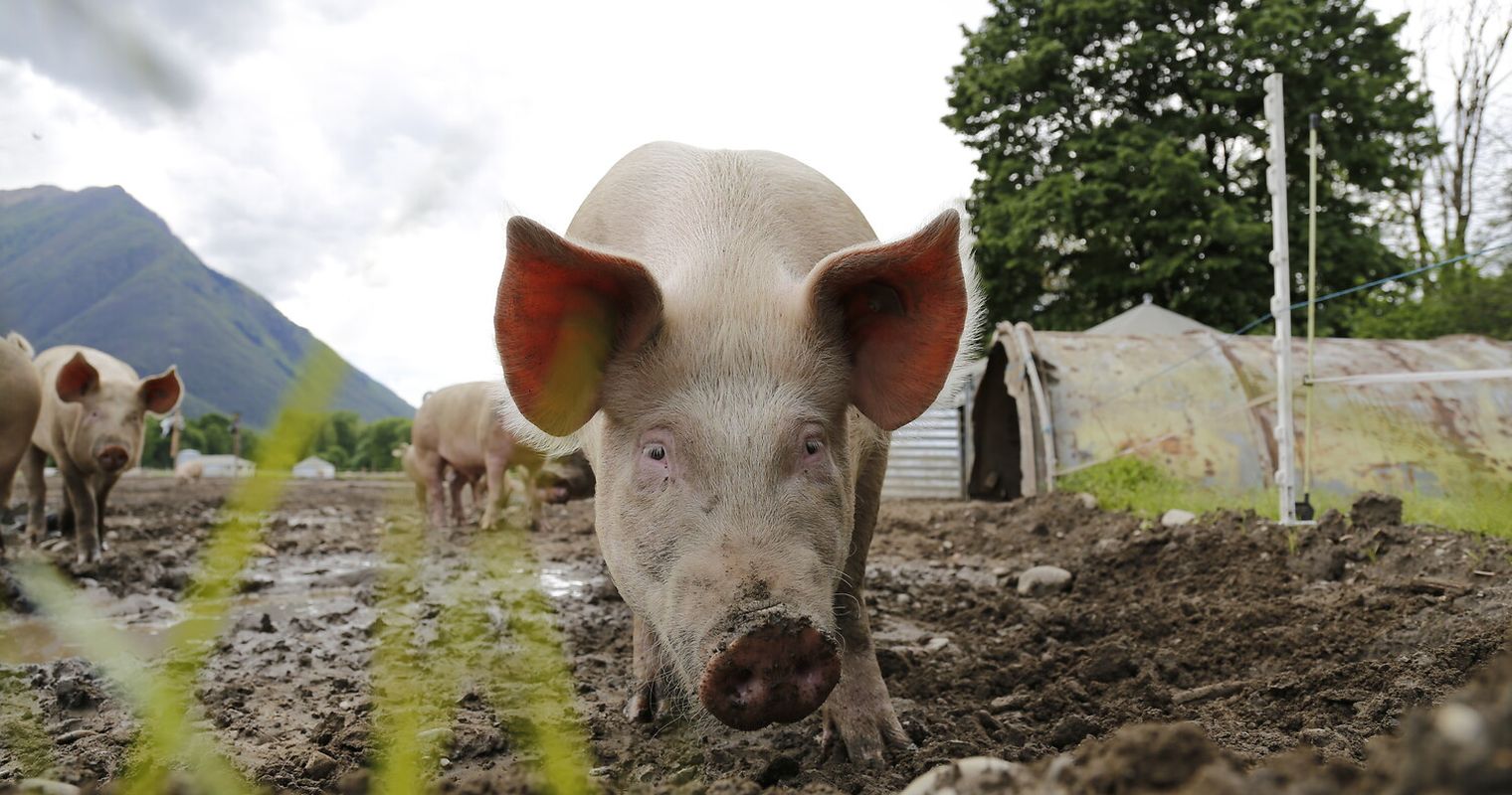 Erstmals hats mehr Menschen als Schweine in Luzern
