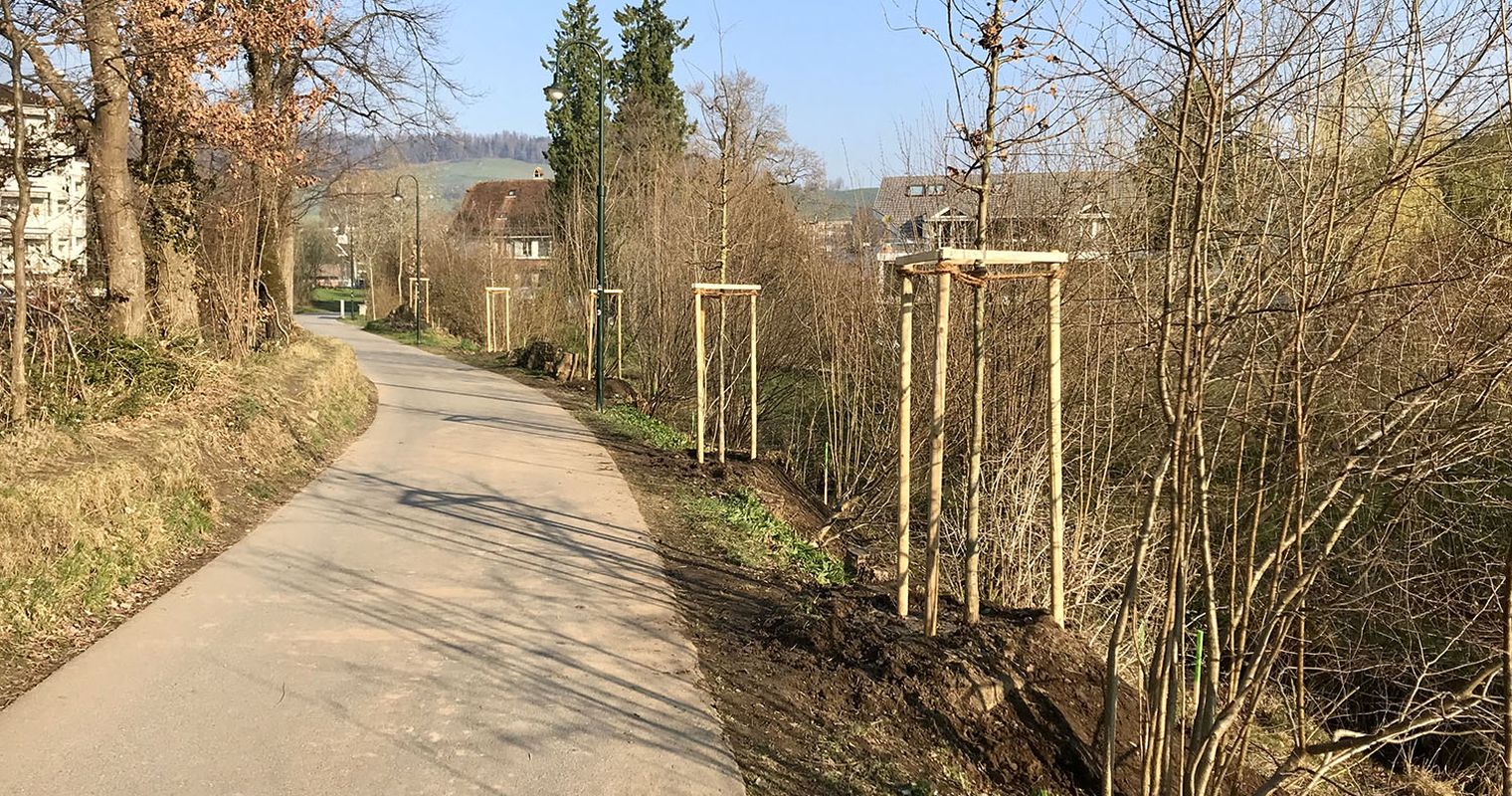Am Krienser Schlossbach wurden fünf Eichen gepflanzt