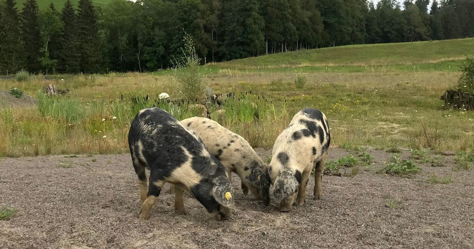 Mit ihrem Hunger: Kroatische Schweine retten rare Kröten