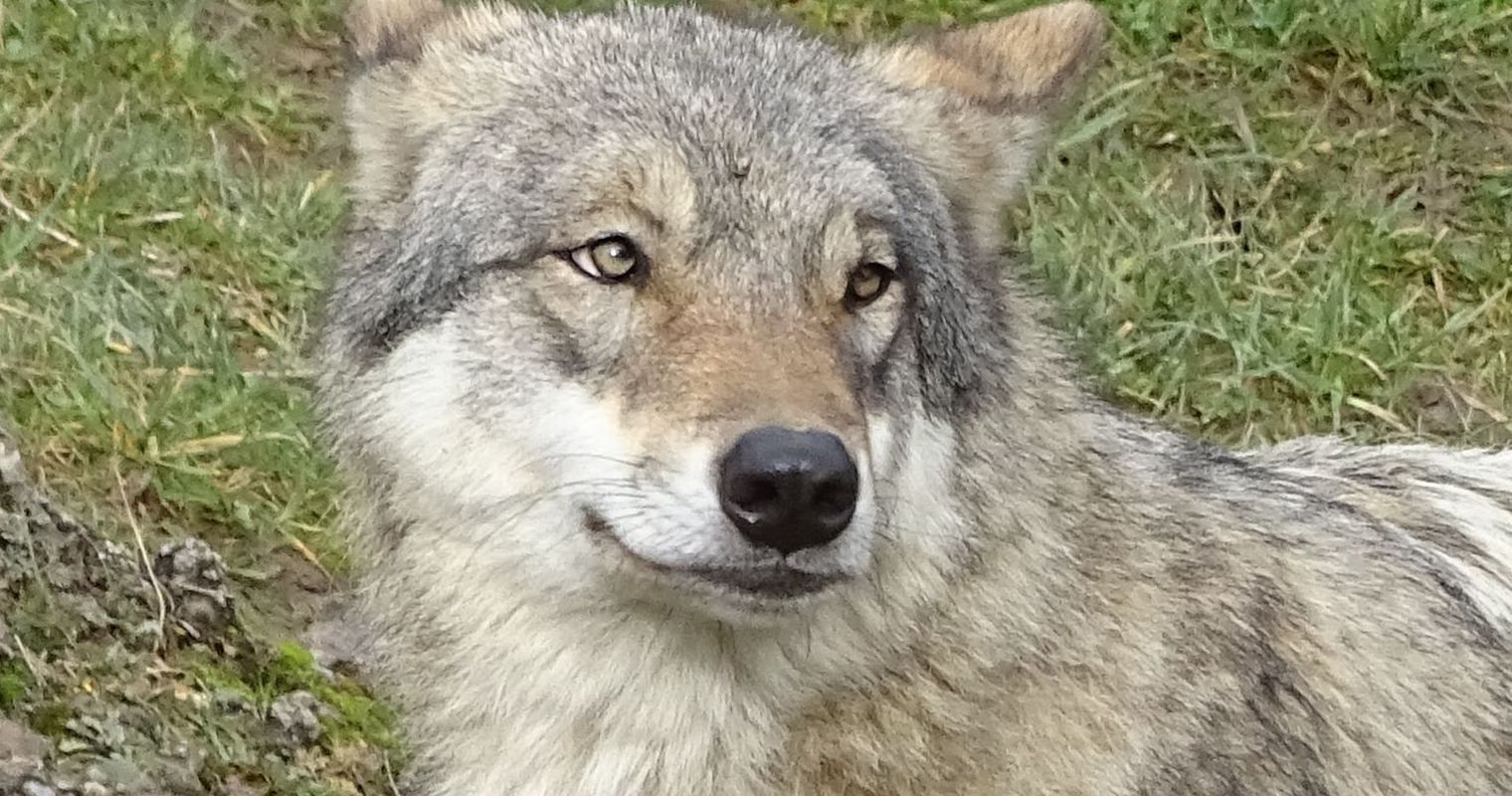 In Eschenbach geht ein Wolf um