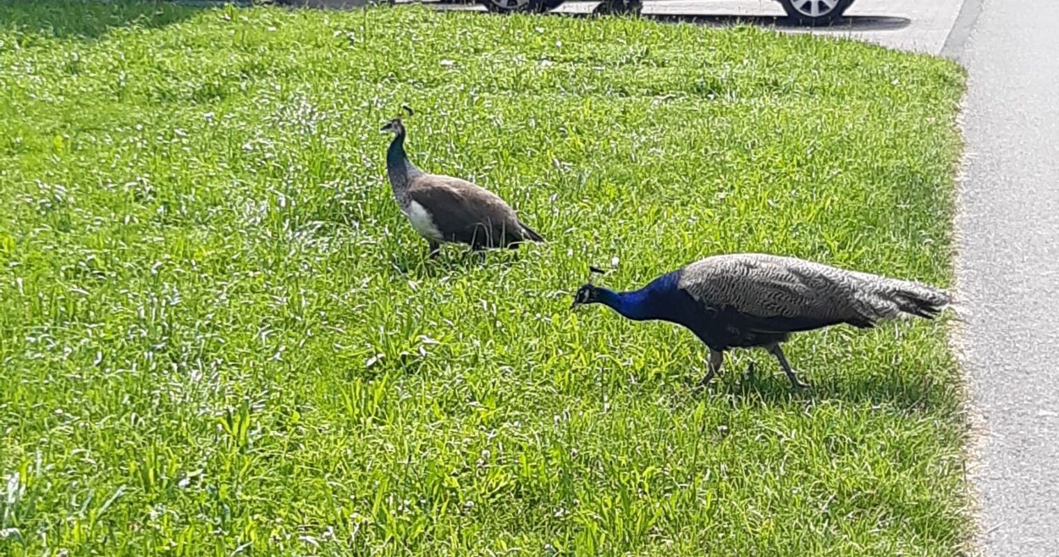Toter Pfau in Rotkreuz: Happy End für Bauer