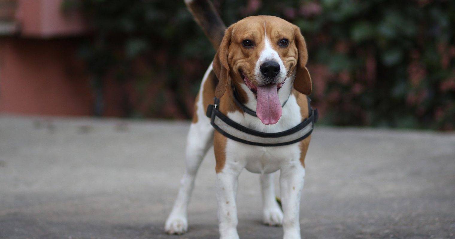 Hundesteuer für Assistenzhunde soll fallen
