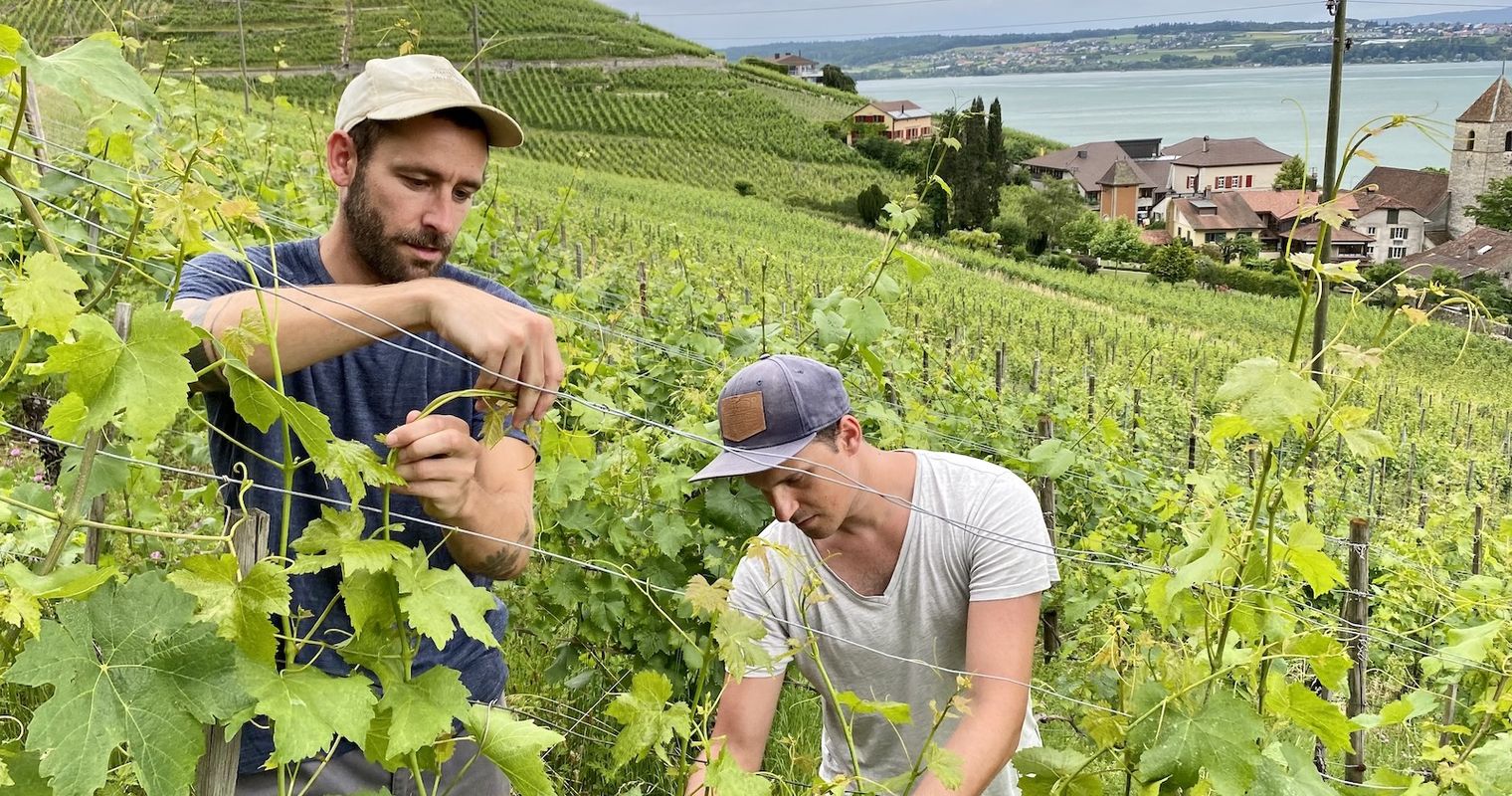 Zwei Luzerner fanden am Bielersee die Narrenfreiheit auf einem Weingut