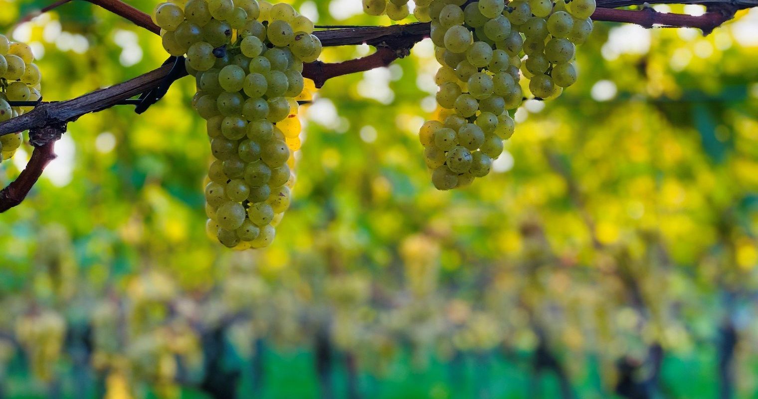Weniger Wein aus Luzern wegen Kälte, Nässe und Vögeln