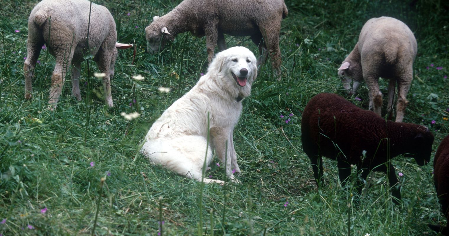 Herdenschutzhunde: Beissen erlaubt