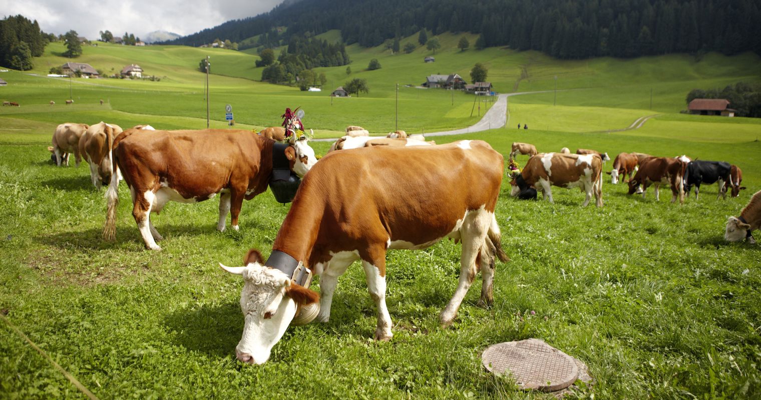 Tierschutz: Straffälle nehmen zu