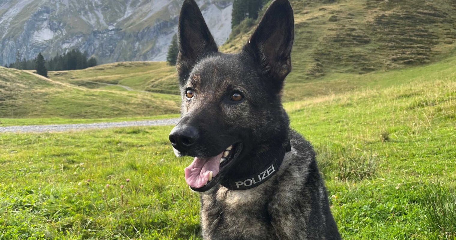 Polizeihund Lago fasst mutmasslichen Dieb