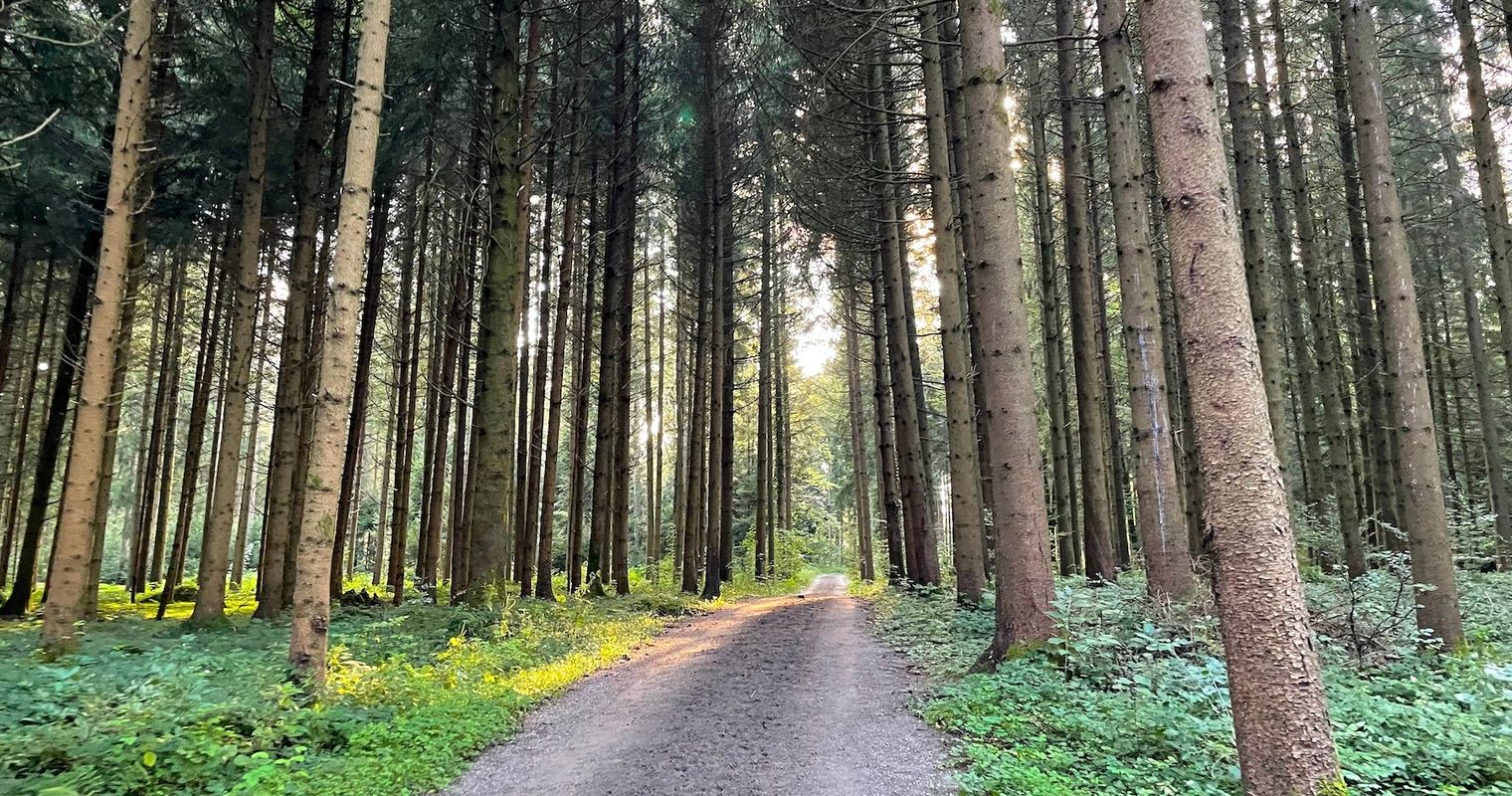 Freizeitspass gegen Wildschutz: Wem gehört der Wald?