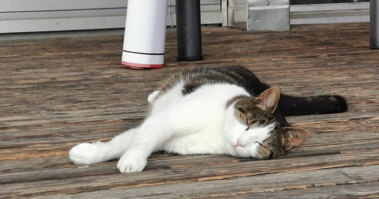 Kater Lee: Sogar Solothurner spenden für Chamer Büsi
