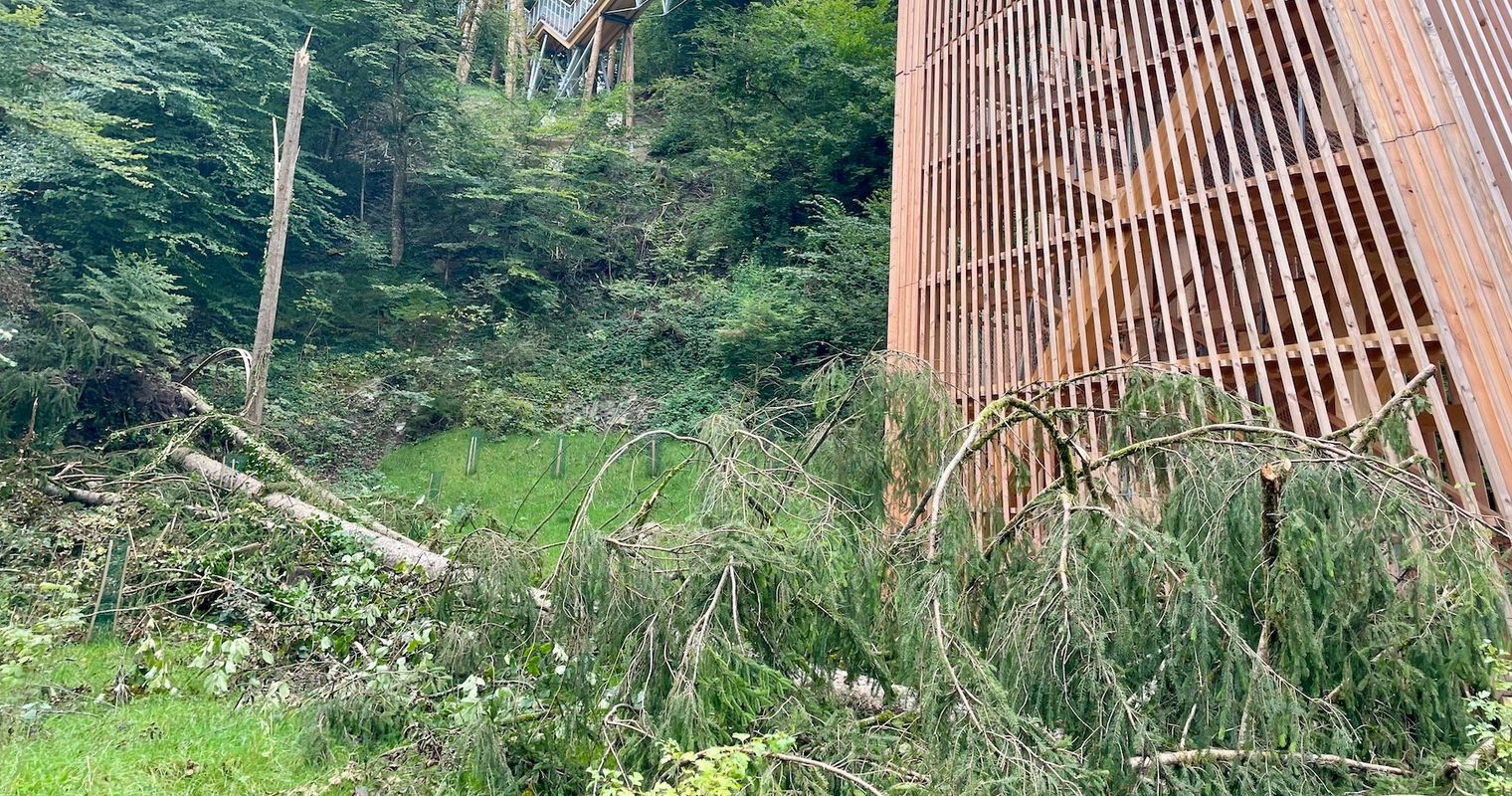 Schlaufensteg: Tanne donnert direkt neben Turm zu Boden