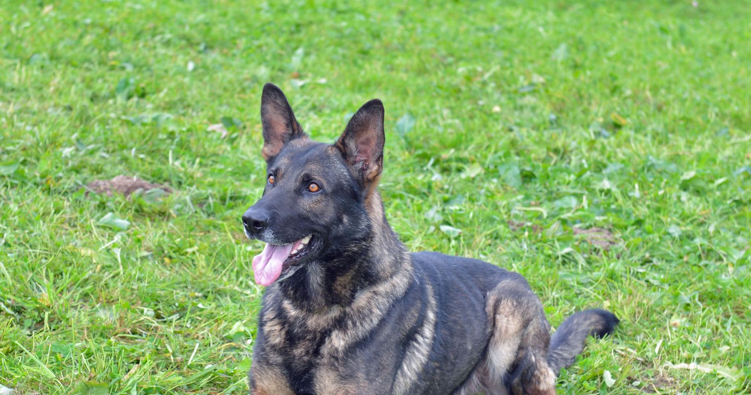 Polizeihund «Ivo» findet in Nottwil Diebe