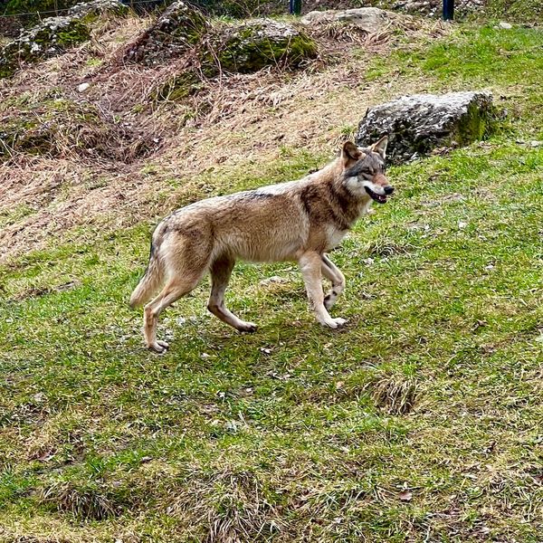 In Neuenkirch wurde möglicherweise ein Wolf gesichtet