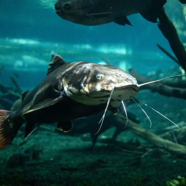 Riesenfisch im Zugersee: Sichtung heizt Gerüchte an