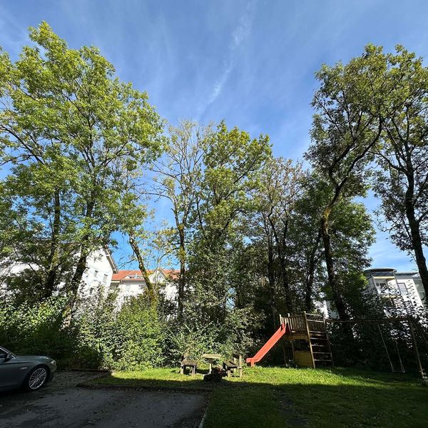 Gefahr für Quartier: Kriens fällt mehrere Bäume