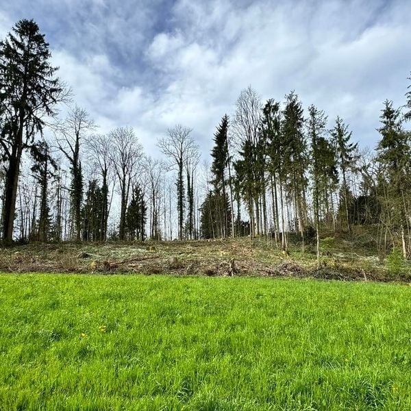 Zig Bäume gefällt – was geschieht in diesem Zuger Wald?
