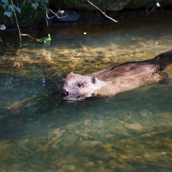 Wegen dieses Nagers müssen Hunde in Baar an die Leine