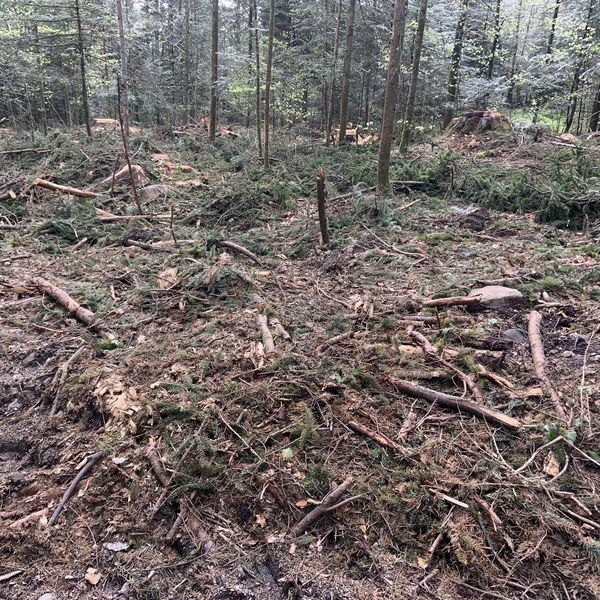«Verwüstung» im Krienser Wald hat Folgen
