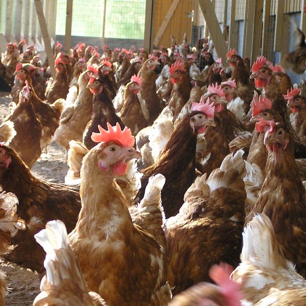 Schwindel Freilandeier: Kaum ein Huhn ist auf der Weide