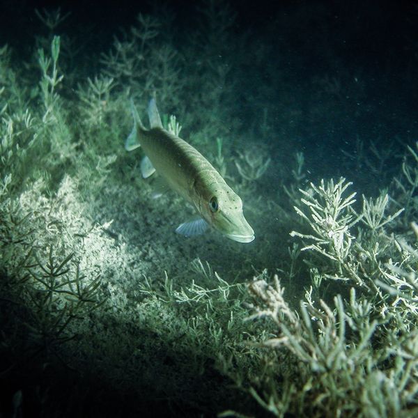 Chemikalien im See: Zuger Berufsfischer sind besorgt