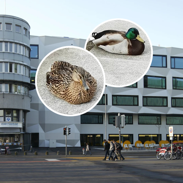 Das sind die niedlichsten Studenten der Uni Luzern