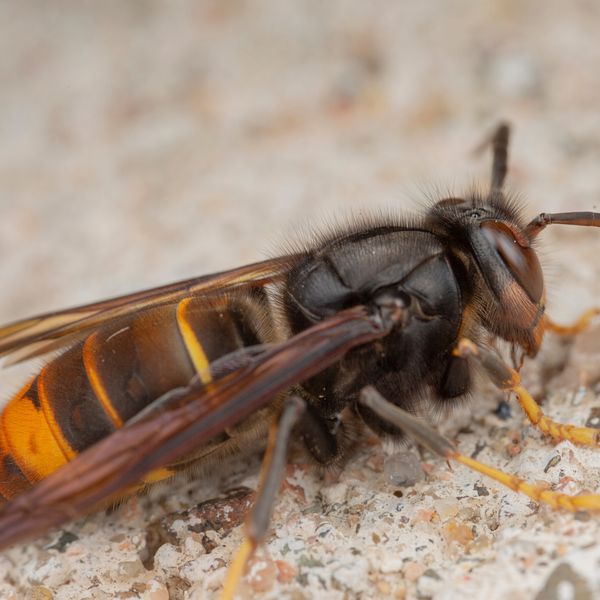 Invasive Tierart nistet sich im Kanton Luzern ein