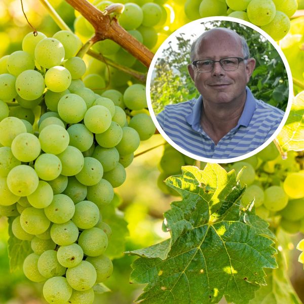 Nasser Spätsommer: Zentralschweizer Winzer bibbern um Ernte