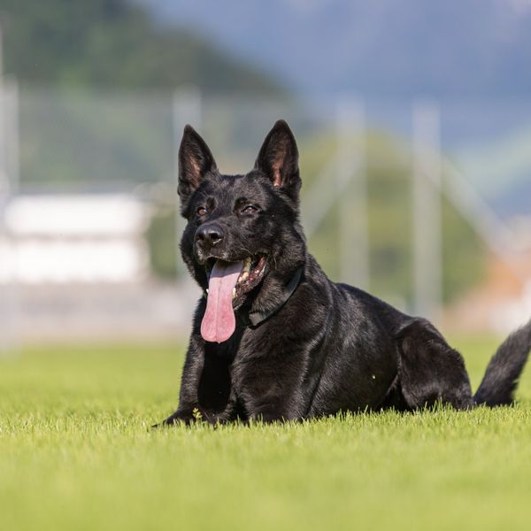 Luzerner Polizeihund hilft erneut an vorderster Front