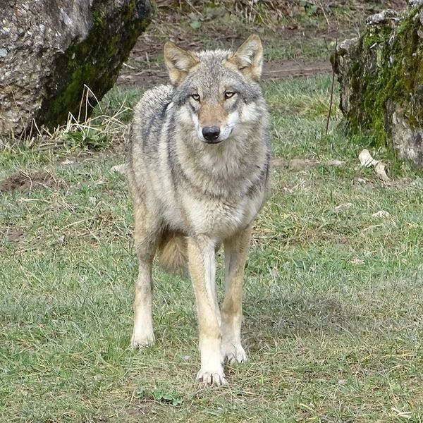 Mehrere Personen haben in Oberägeri einen Wolf gesehen