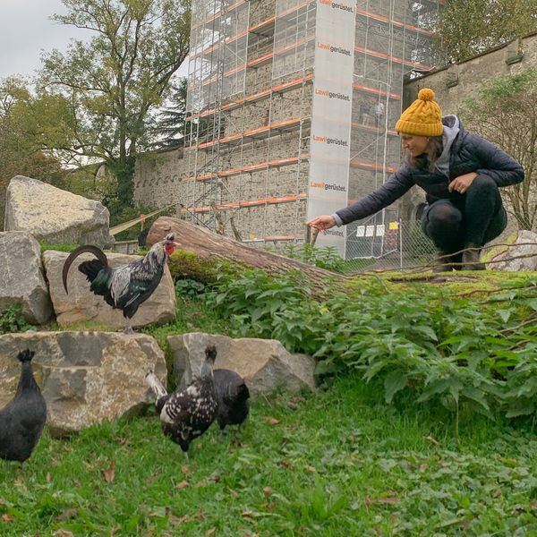 Stadtluzerner Güggel suchen neues Zuhause