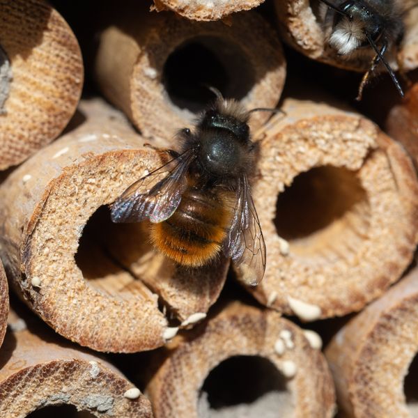 Cham soll zum Paradies für Wildbienen werden