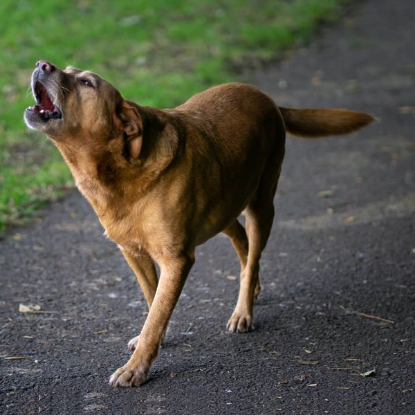 Immer mehr aggressive Hunde in Luzern