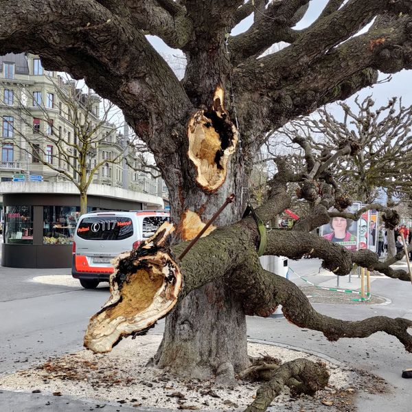 Baum am Schweizerhofquai muss nach Unfall gefällt werden
