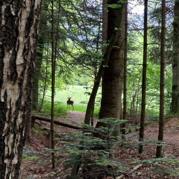 Licht in Zuger Wäldern? Das ist der Grund