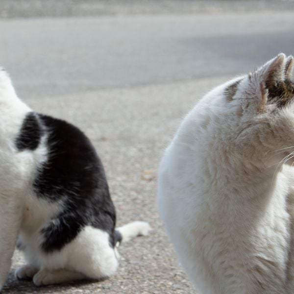 Katzenplage: Luzerner Gemeinden im Blindflug