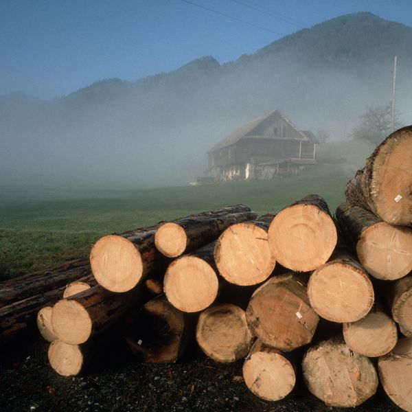 Holzmarkt macht Faxen: Was das für Luzern bedeutet