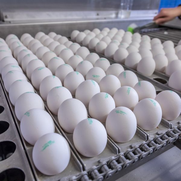 Luzerner Eier-Produzenten erhalten Millionen-Subventionen